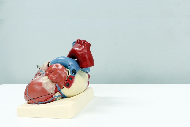 Prévenir les maladies cardio-vasculaires : gestes simples au quotidien