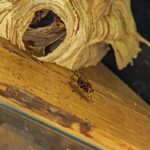 Un frelon sur du bois près d'un nid de guêpes