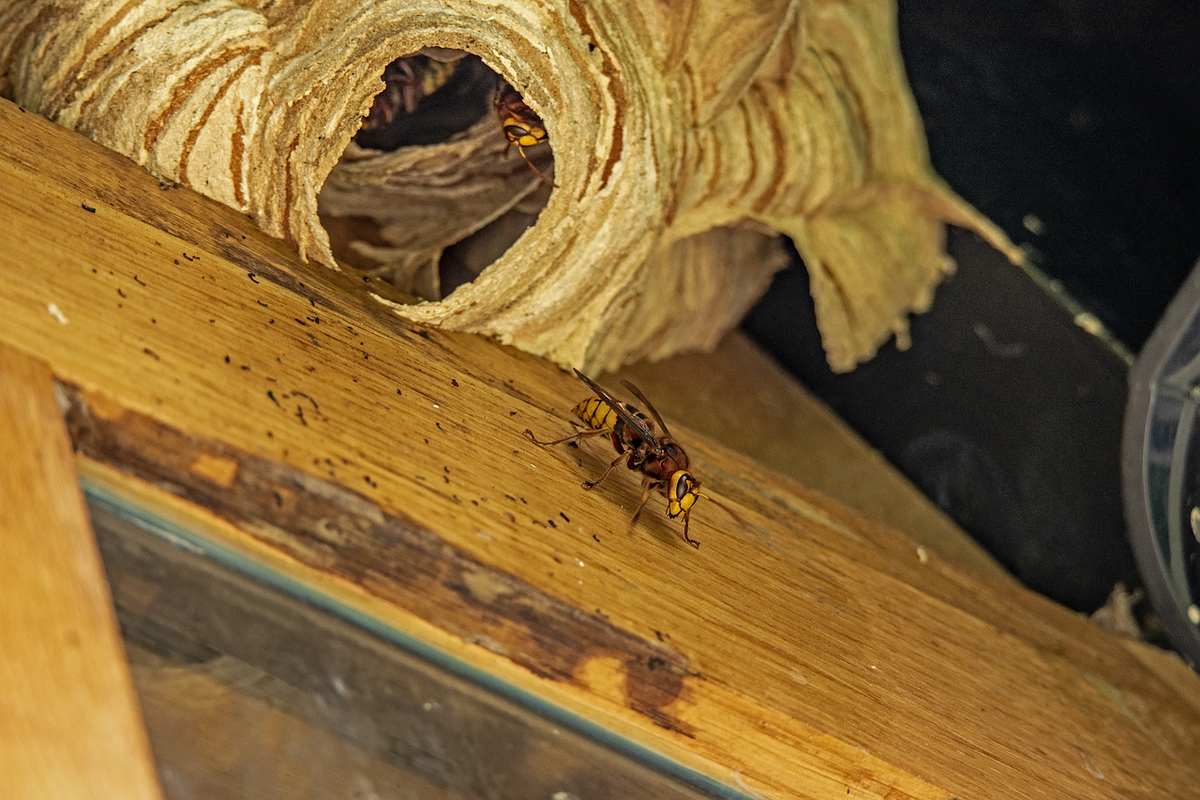 Un frelon sur du bois près d'un nid de guêpes